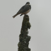 Bird at Las Lomitas